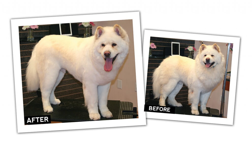 Double Coat Comfort Clip: The Woolie Akita - Groomer to Groomer