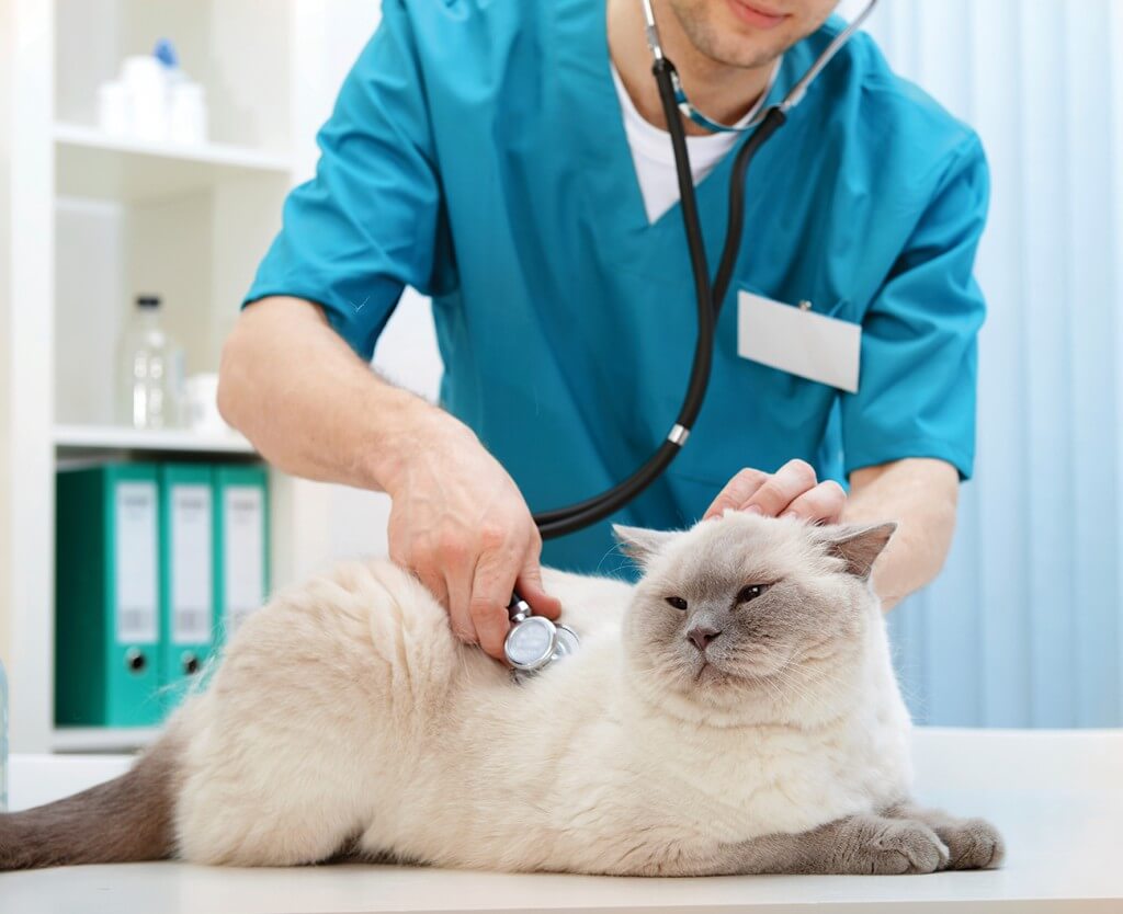 Transmittable Diseases In Cats - Groomer To Groomer