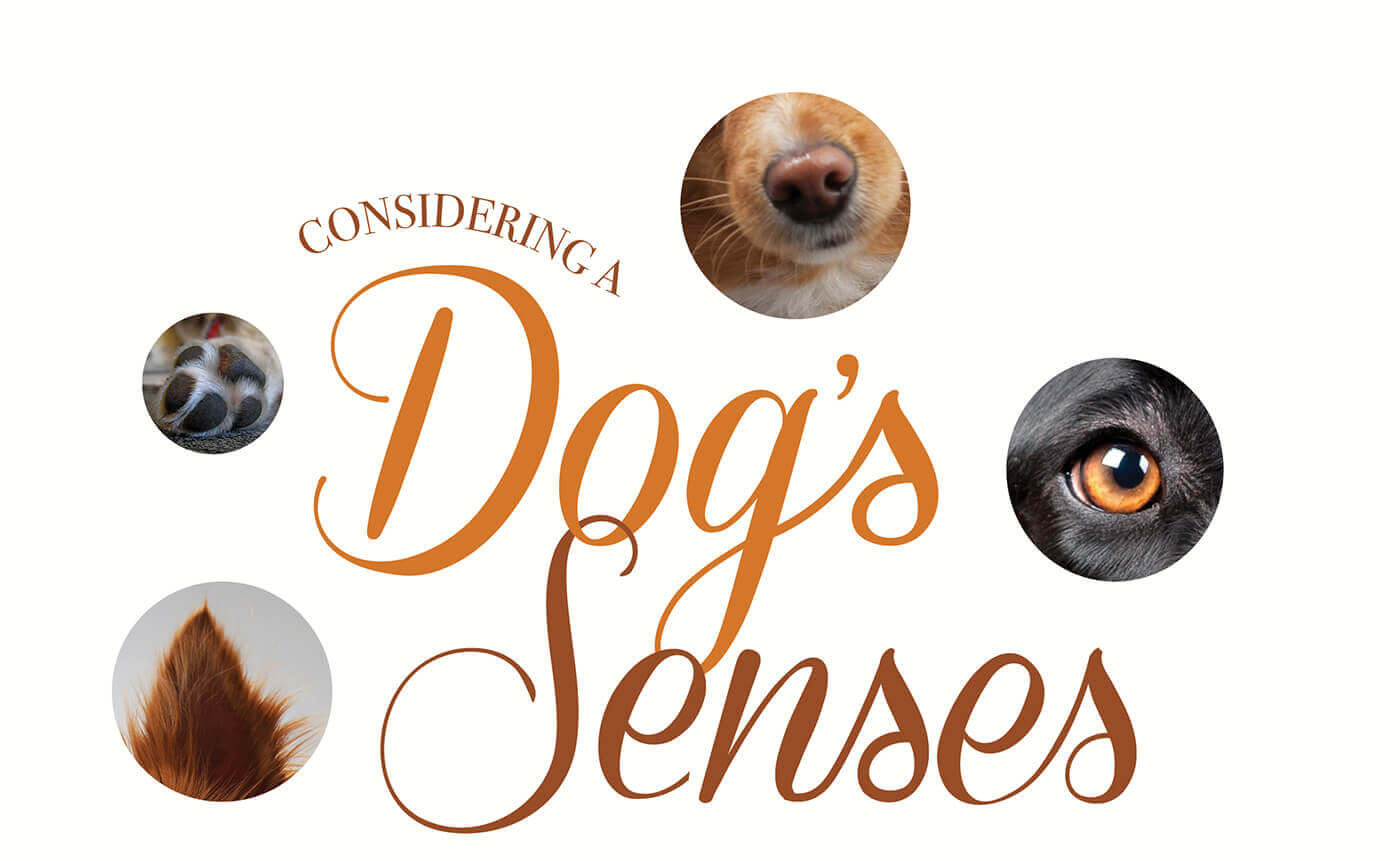 Considering A Dog's Senses Groomer to Groomer