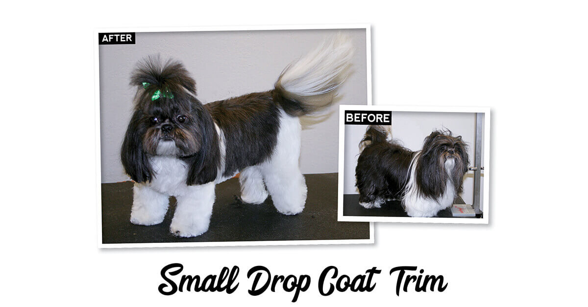 Small Drop Coat Trim | Groomer to Groomer Magazine