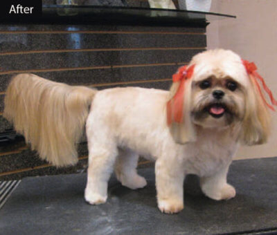 Shih Tzu Makeover | Groomer to Groomer Magazine