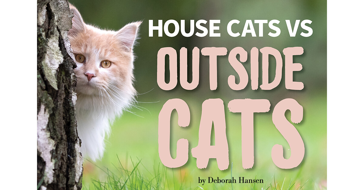 Indoor Cats vs. Outdoor Cats